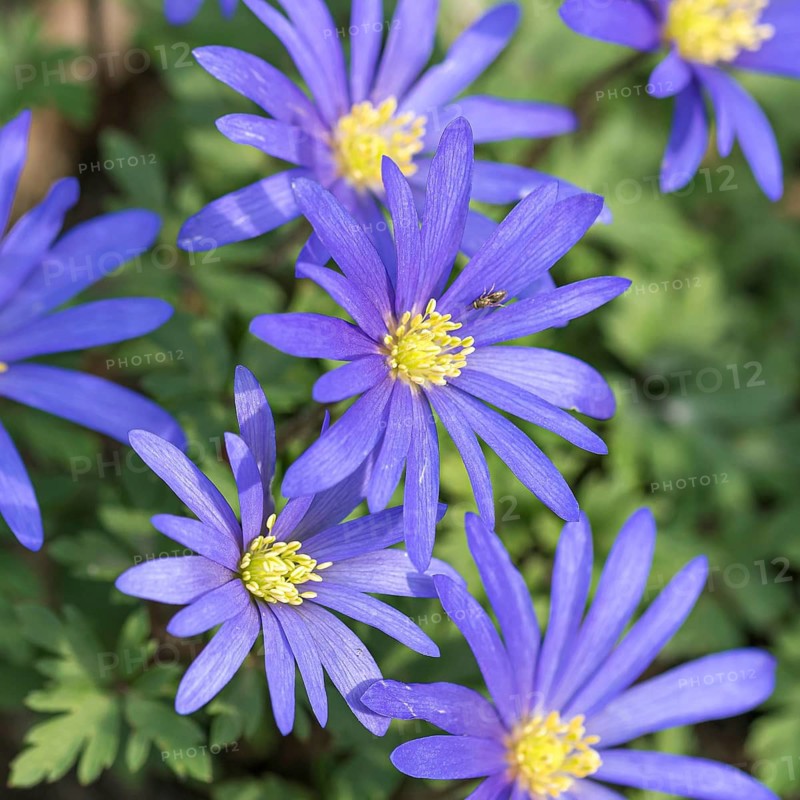 Spring Anemone (Anemone blanda 'Blue Shades'),  Germany