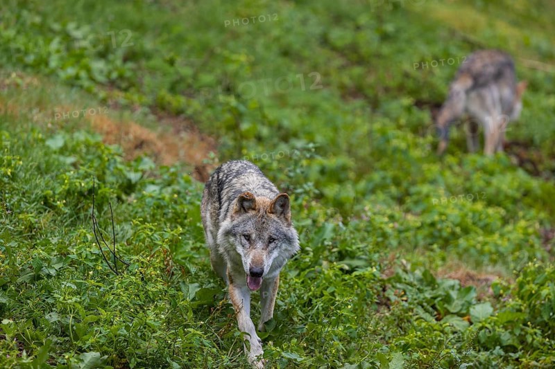 Two adult eurasian gray wolves (Canis lupus lupus) walking through the green undergrowth at a forest edge