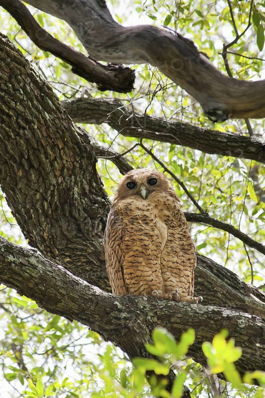 Pel's Fishing Owl (Scotopelia peli), Okavango-Delta, Botswana