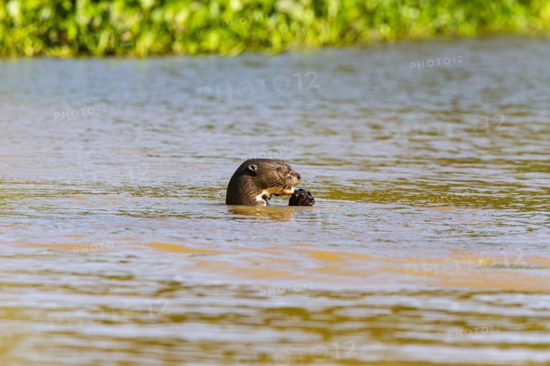 Giant otter (Pteronura brasiliensis) Pantanal Brazil