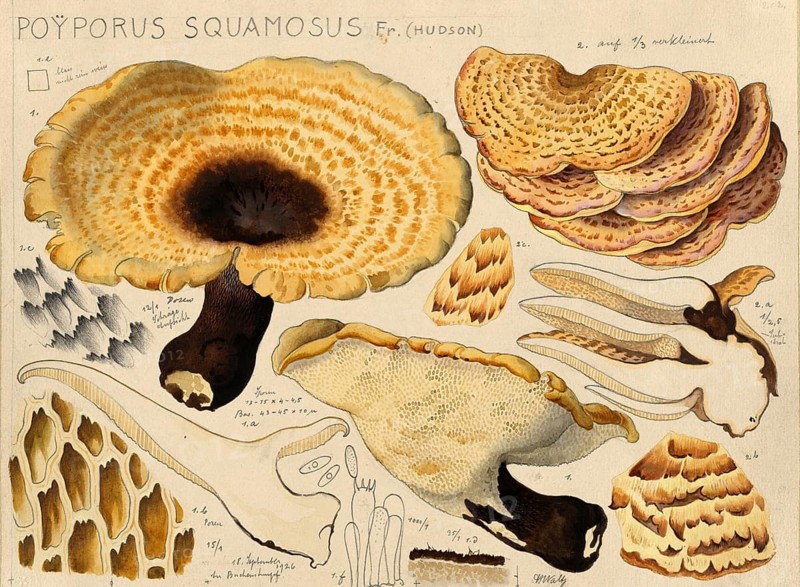 Mushroom, fungi, dryad's saddle, Cerioporus squamosus, syn. Polyporus squamosus, authentic reproduction of an illustration by Hans Walty (1868-1948) from about 1915, historical