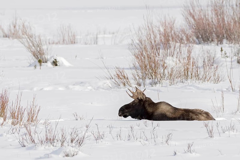 Moose (Alces alces) male in deep snow, Grand Teton National Park, USA