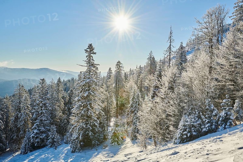 Frozen norway spruce or European spruce (Picea abies) trees on a sunny day on mount Arber, Bavarian Forest, Bavaria, Germany