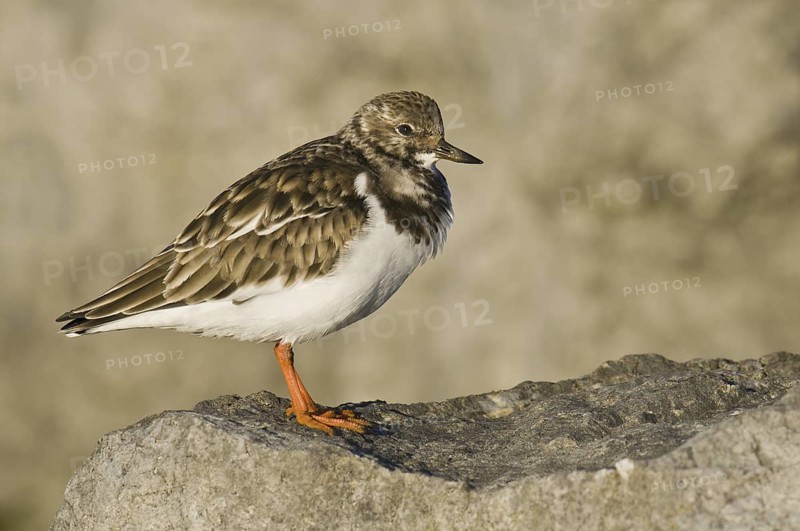 Ruddy Turnstone (Arenaria interpres), New Jersey, USA