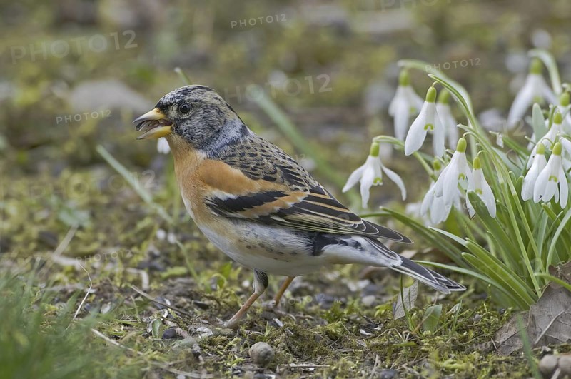 Brambling (Fringilla montifringilla) male, Saxony, Germany