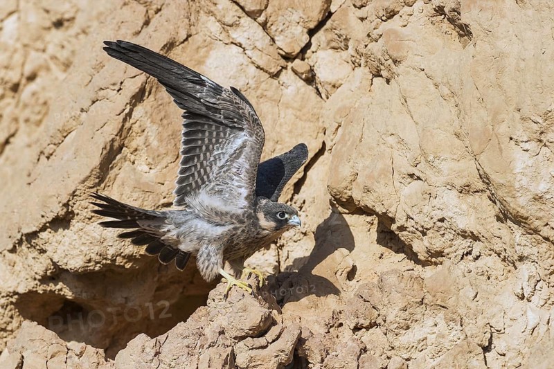 Sooty Falcon (Falco concolor) juvenile, Eilat, Israel