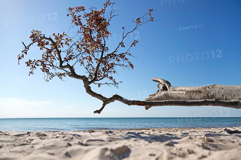 Tree trunk, Darß primeval forest, West Beach, National Park, Fischland, Darß, Zingst, Germany