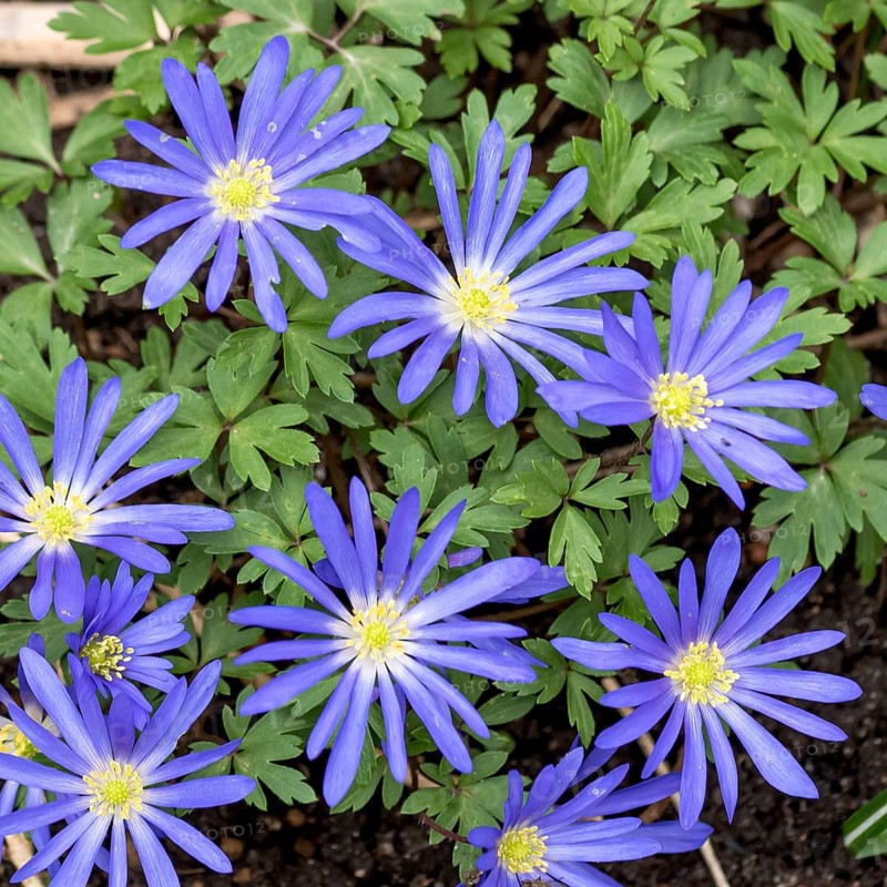 Balkan anemone (Anemone blanda 'Blue Shades'),  Germany