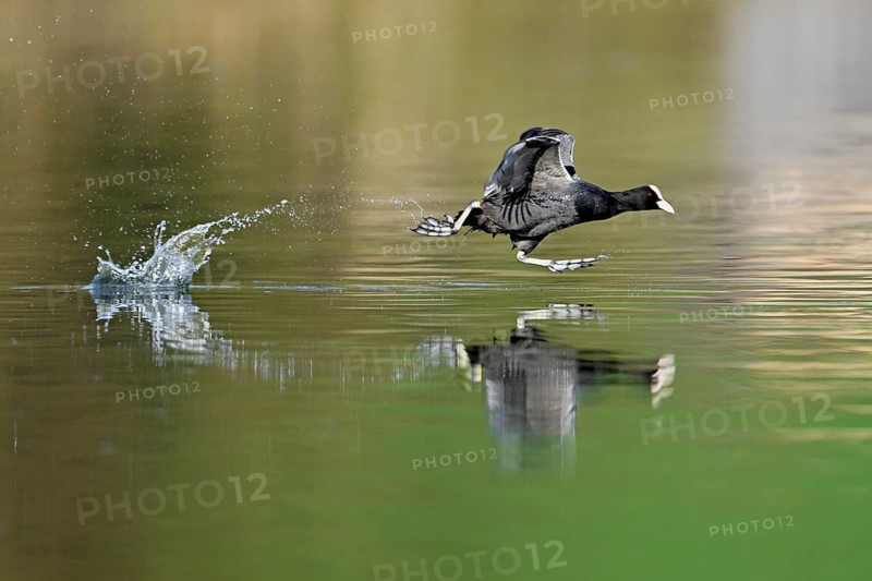 Eurasian Coot (Fulica atra), adult bird walking over water, Flachsee, Canton Aargau, Switzerland