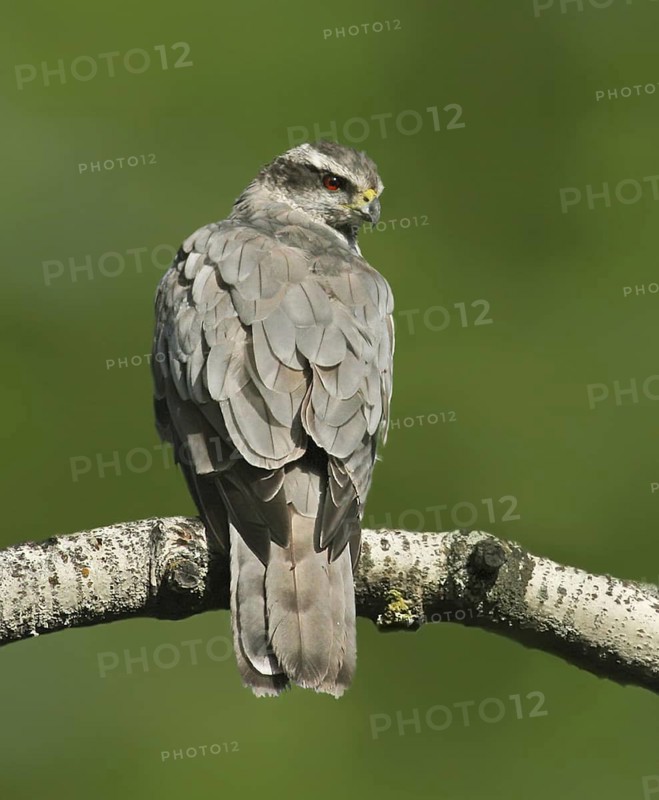 Northern Goshawk (Accipiter gentilis), Saskatchewan, Canada