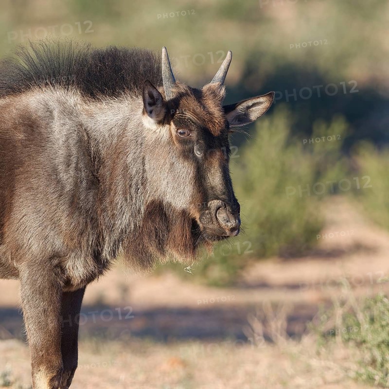 Blue wildebeest (Connochaetes taurinus), young animal, alert, standing in the dry Auob riverbed, morning light, animal portrait, Kgalagadi Transfrontier Park, Northern Cape, South Africa