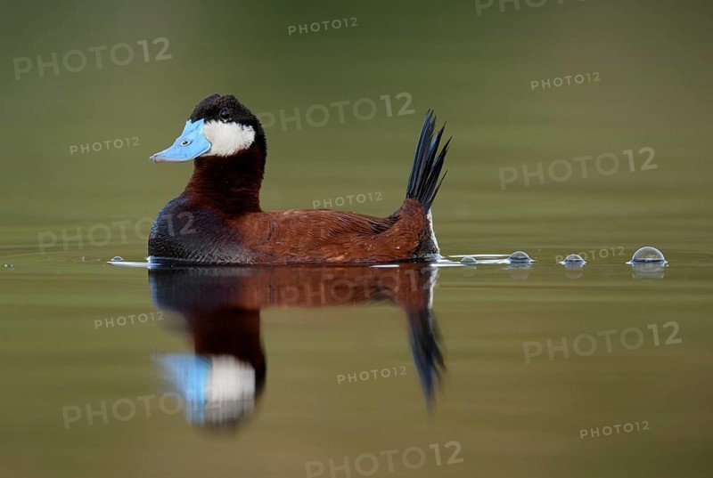 Ruddy Duck (Oxyura jamaicensis) male, British Columbia, Canada
