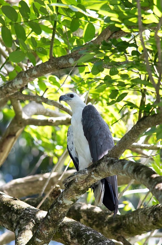 White-bellied sea eagle (Haliaeetus leucogaster) perched on a tree in the Mahaweli River, Kandy, Central Province, Sri Lanka