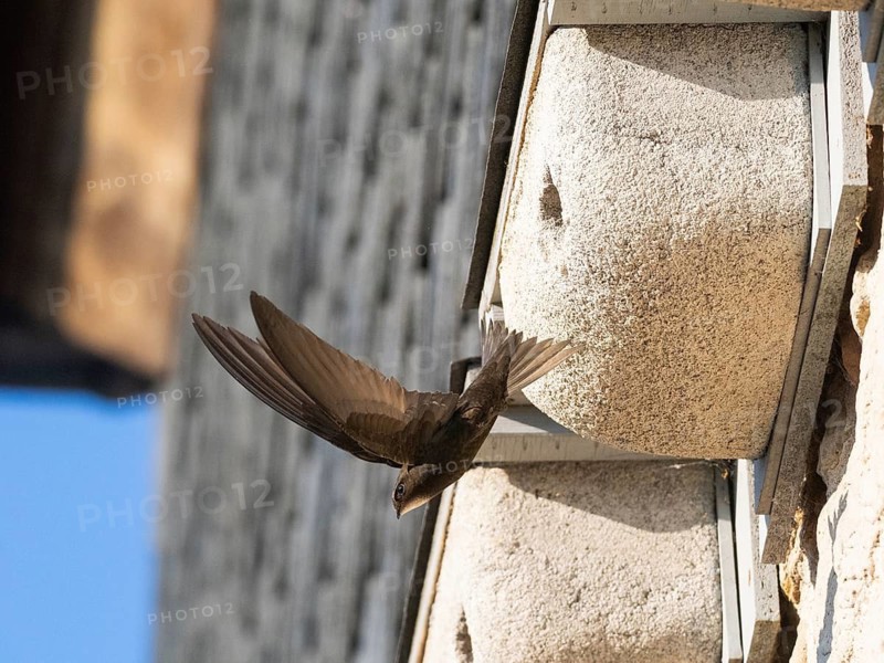 Common swift (Apus apus), adult bird in flight leaving its nest, which is one of a row of artificial nest boxes which have been put on the building specifically to provide and aid swifts with a nesting site, Hesse, Germany