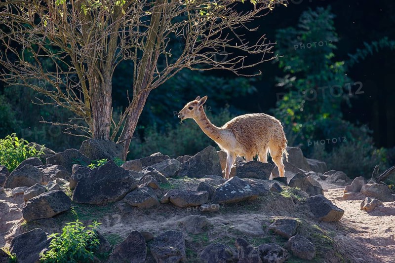 A vicuna (Lama vicugna) stands on rocky terrain under a tree in a backlit scene
