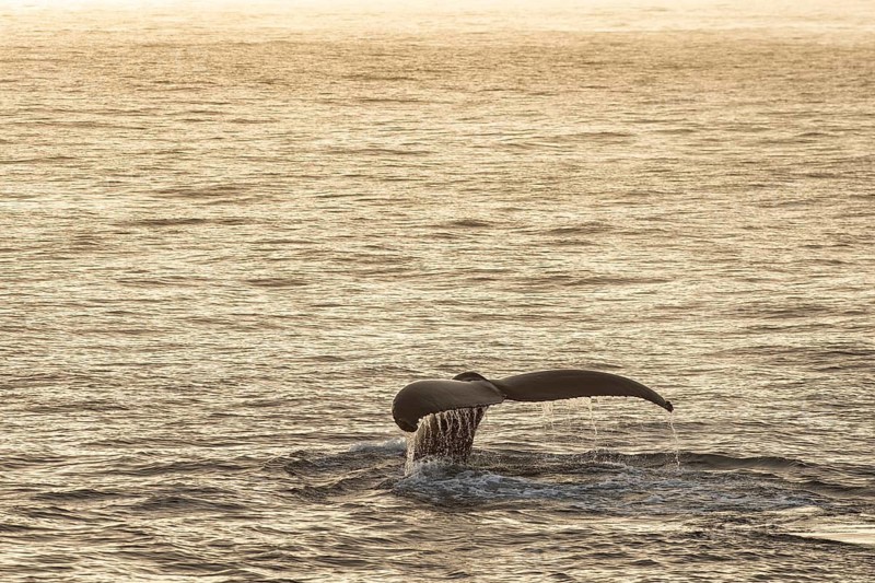 Fluke, diving humpback whale (Megaptera novaeangliae), Barents Sea, Northeast Iceland, Svalbard and Jan Mayen archipelago, Norway