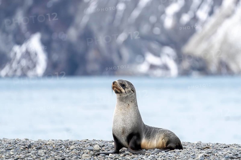 Antarctic Fur Seal (Arctocephalus gazella), young sitting on gravel beach in front of snow-covered mountains, South Georgia, South Atlantic