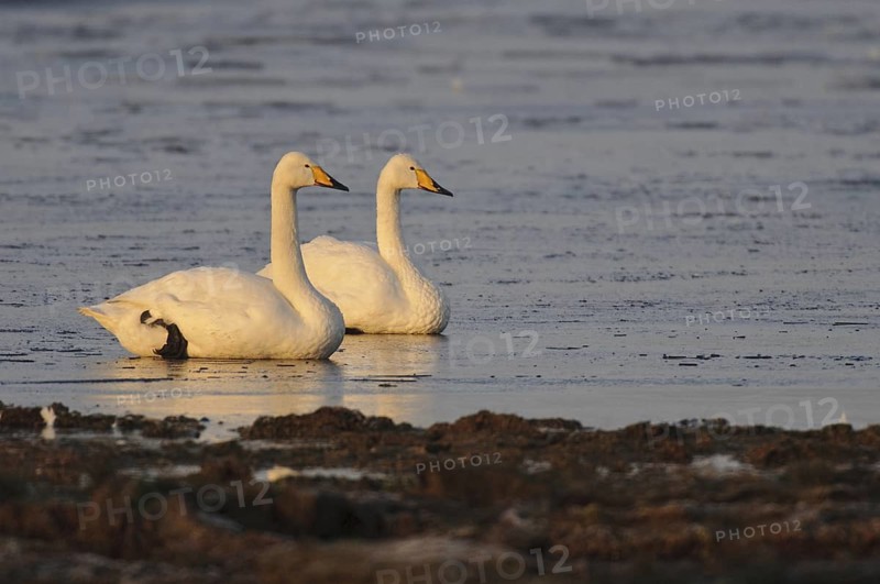 Whooper Swan (Cygnus cygnus), Lower Saxony, Germany