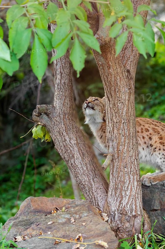 A Eurasian lynx (Lynx lynx) climbs up a tree