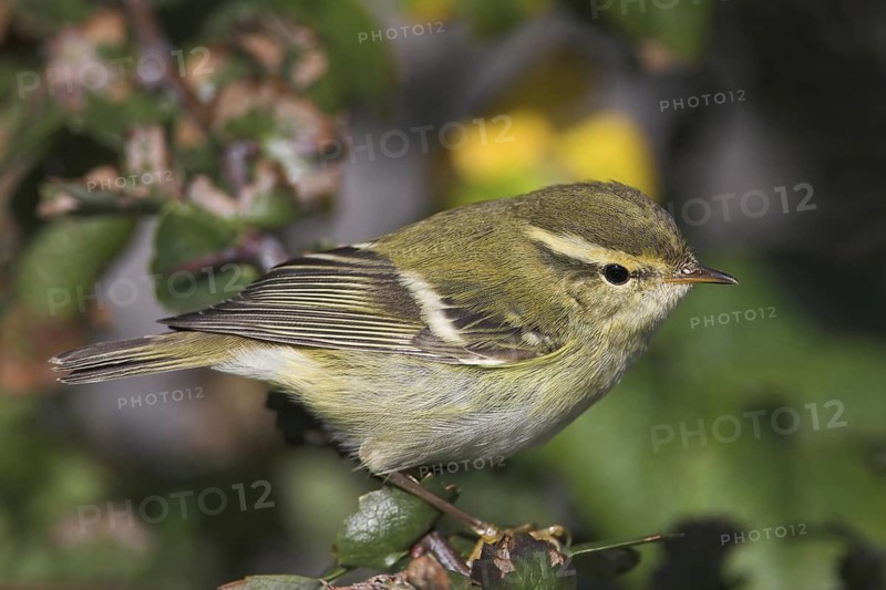 Yellow-browed Warbler (Phylloscopus inornatus), Schleswig-Holstein, Germany