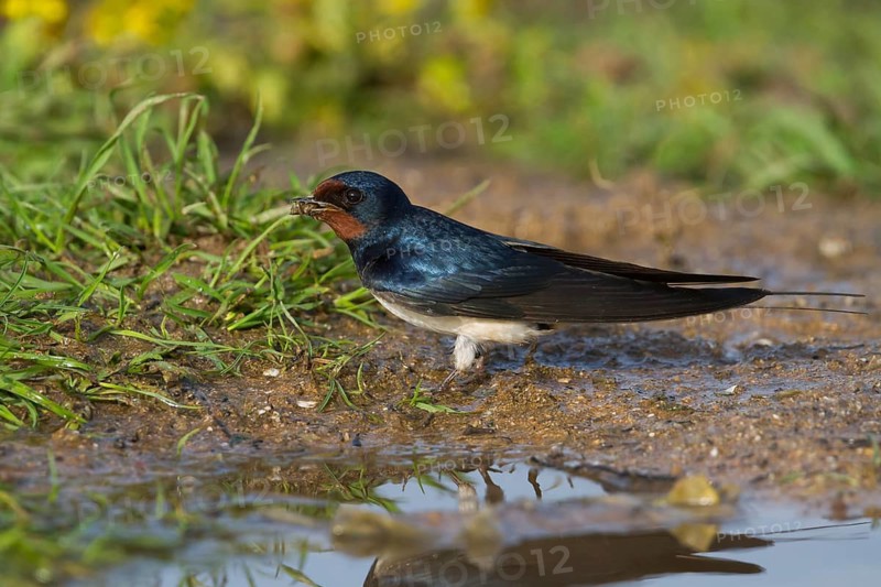 Barn Swallow - Rauchschwalbe - Hirundo rustica ssp. rustica, Morocco, adult female