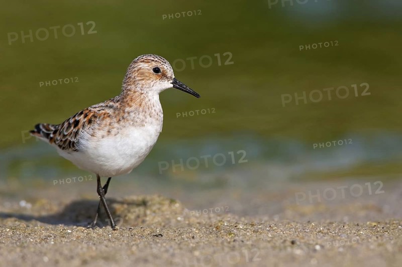 Little Stint (Calidris minuta), Schleswig-Holstein, Germany