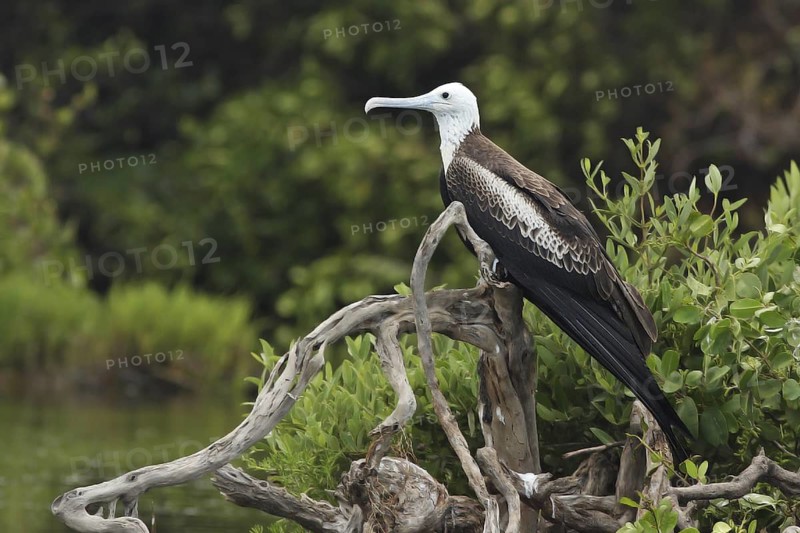 Magnificent Frigatebird (Fregata magnificens) female, Antigua