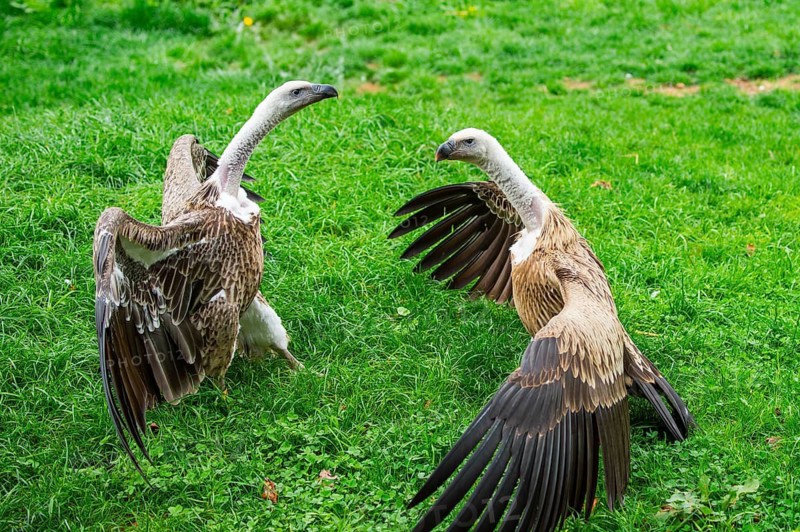 Griffon Vultures (Gyps fulvus) arguing with each other on a meadow, Germany