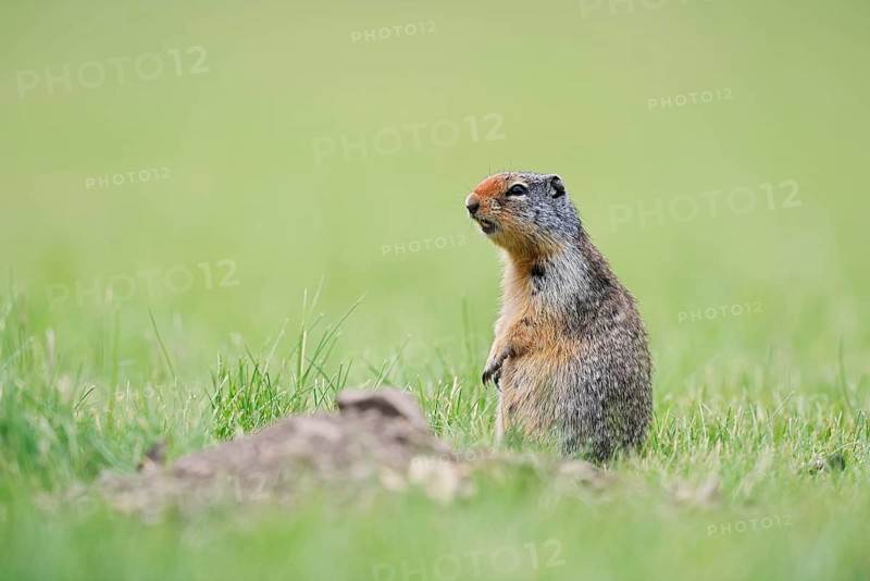 Columbia ground squirrel (Urocitellus columbianus, Spermophilus columbianus) sitting upright in a meadow, Waterton Lakes National Park, Alberta, Canada