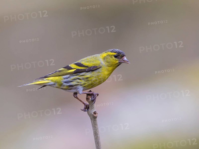 Eurasian Siskin (Spinus spinus) male, Wales, United Kingdom