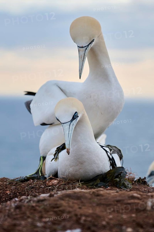 Northern gannet (Morus bassanus) couple having a love game on the cliff, wildlife, Helgoland, Germany