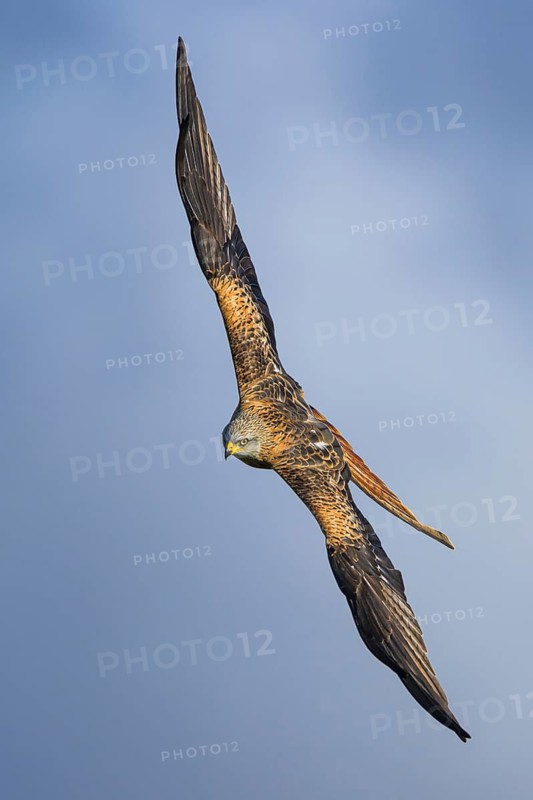 Red Kite, Milvus milvus, bird in flight
