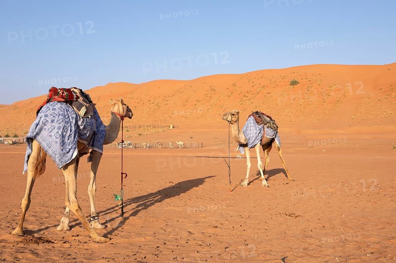 Dromedaries (Camelus dromedarius) with saddle in the Wahiba Sands or Rimal Al Wahiba or Sharqiyya Sands desert, Janub ash-Sharqiyya region, Oman