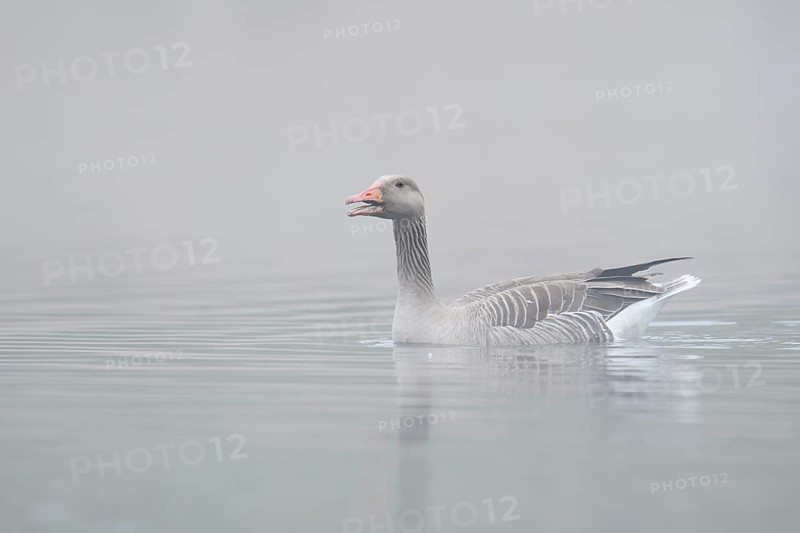 Greylag goose (Anser anser) swimming in the morning mist on a lake, North Rhine-Westphalia, Germany