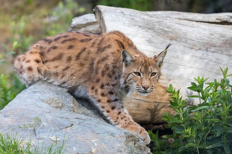 One Eurasian lynx, (Lynx lynx), sitting on a rock with a some green vegetation and a log in the background. Looking towards the camera