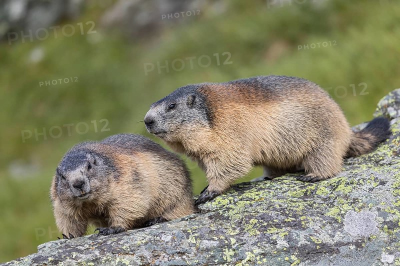 Two Alpine Marmots, Marmota marmota, standing on a rock with green grass in the background. Grossglockner high alpine road, Hohe Tauern National Park, Austria
