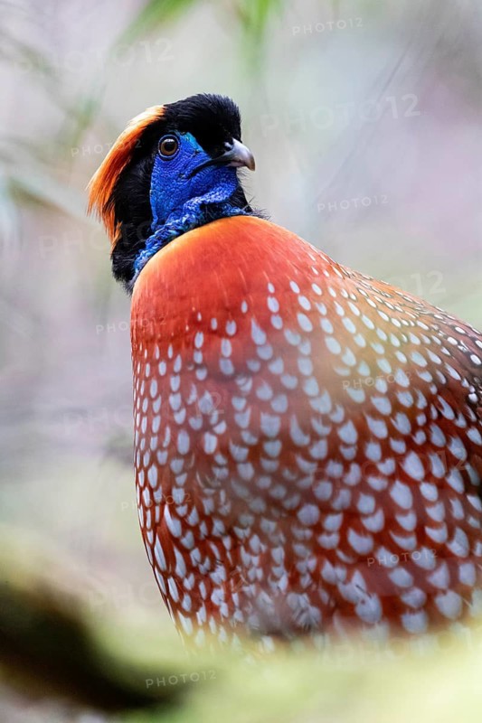 Temminck's Tragopan (Tragopan temminckii) male, Yunnan, China