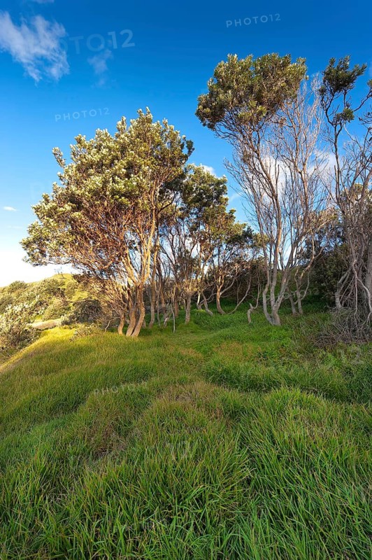 Trees, flora, blue sky on the coast of Byron Bay, Queensland, Australia