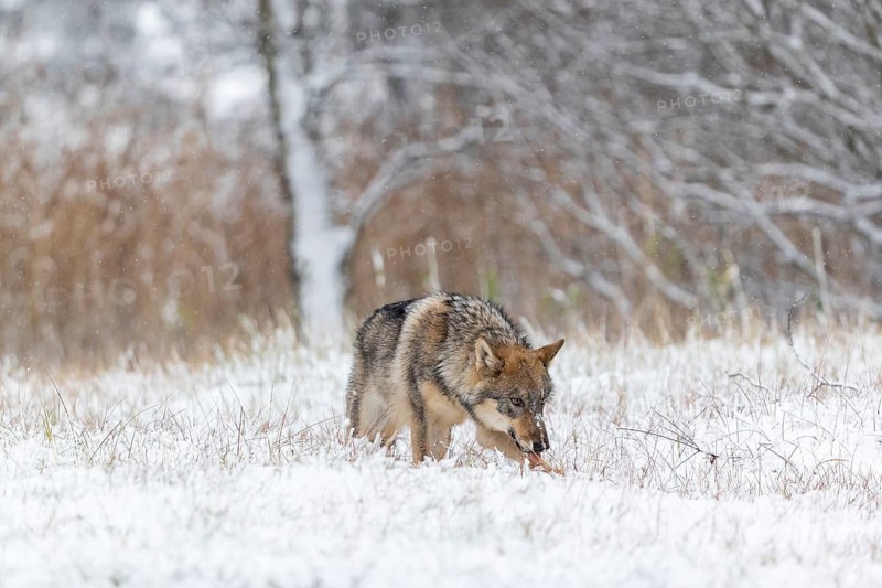 One young male eurasian gray wolf (Canis lupus lupus) running over a snow covered meadow during snowfall. White meadow and reed in the background