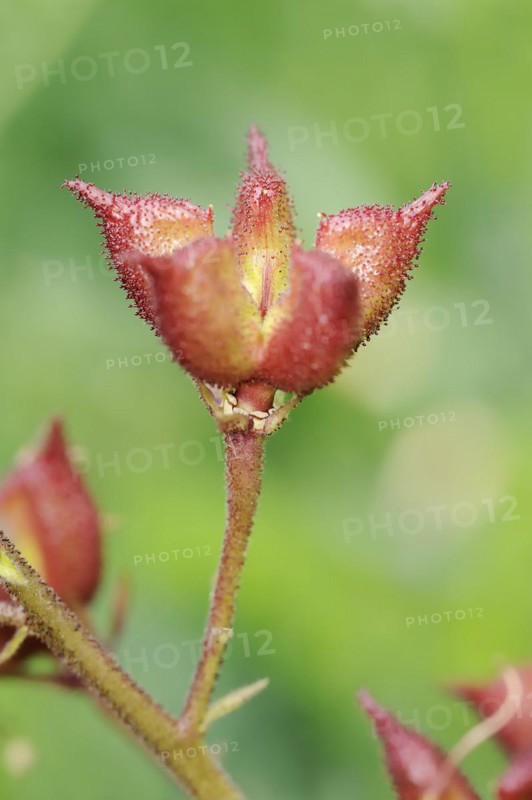 Diptam or dittany (Dictamnus albus), fruit stand, Hesse, Germany