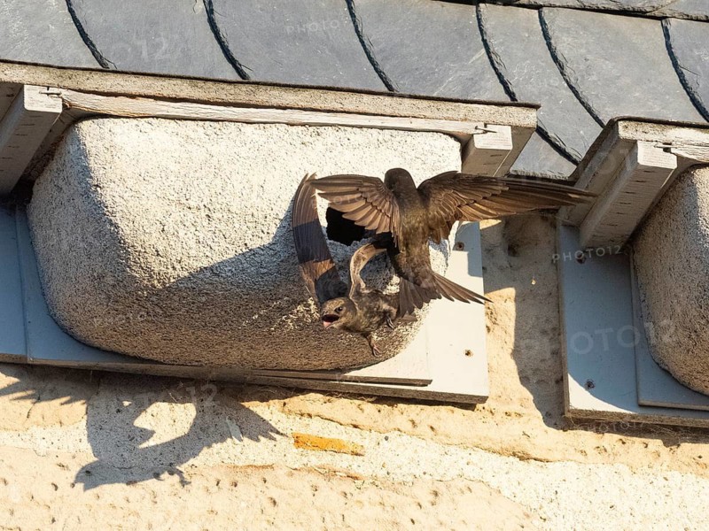 Common swift (Apus apus), adult pair in flight, one leaving its nest, the other landing at the nest box, one of a row of artificial nest boxes which have been put on the building specifically to provide and aid swifts with a nesting site, Hesse, Germany