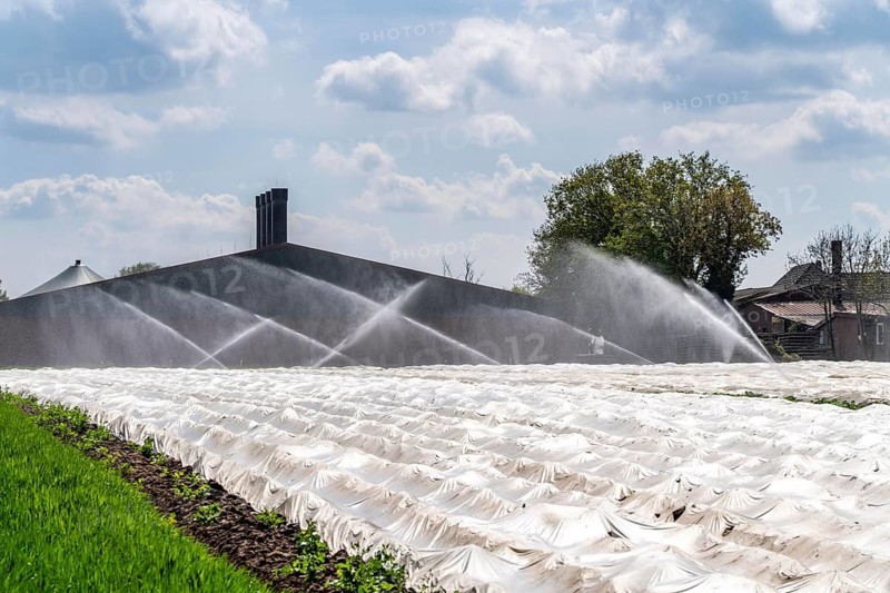 Irrigation of strawberries, field cultivation, on the Lower Rhine near Alpen North Rhine-Westphalia, Germany