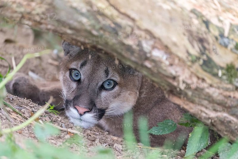 One young adult female cougar, Puma concolor, hiding underneath a log with some green vegetation