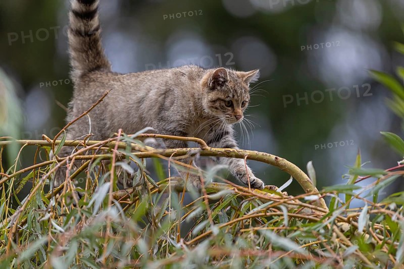 One young European wildcat, Felis silvestris silvestris, sitting in a green weeping willow tree. Green leaves all around