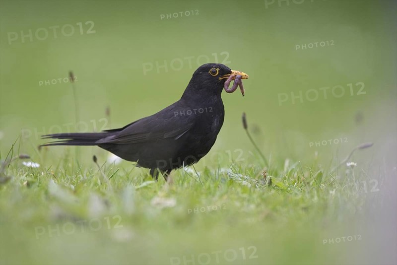 Common Blackbird (Turdus merula) male, North Rhine-Westphalia, Germany