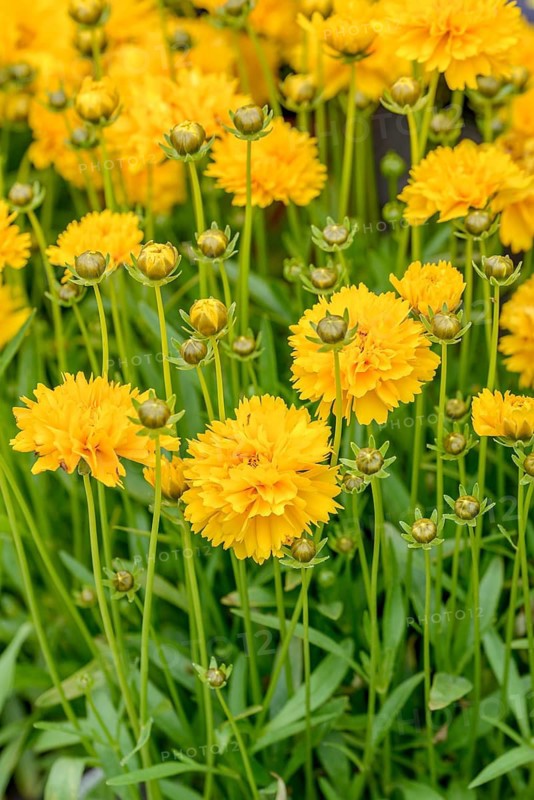 Girl's eye (Coreopsis grandiflora 'Sunray'),  Germany