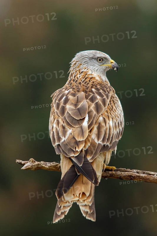 Red Kite (Milvus milvus), perched on a branch, Castile and Leon, Spain