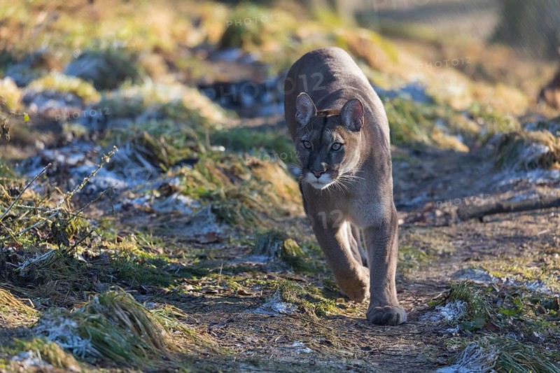 One adult male cougar, Puma concolor, walking towards photographer on green frozen grass