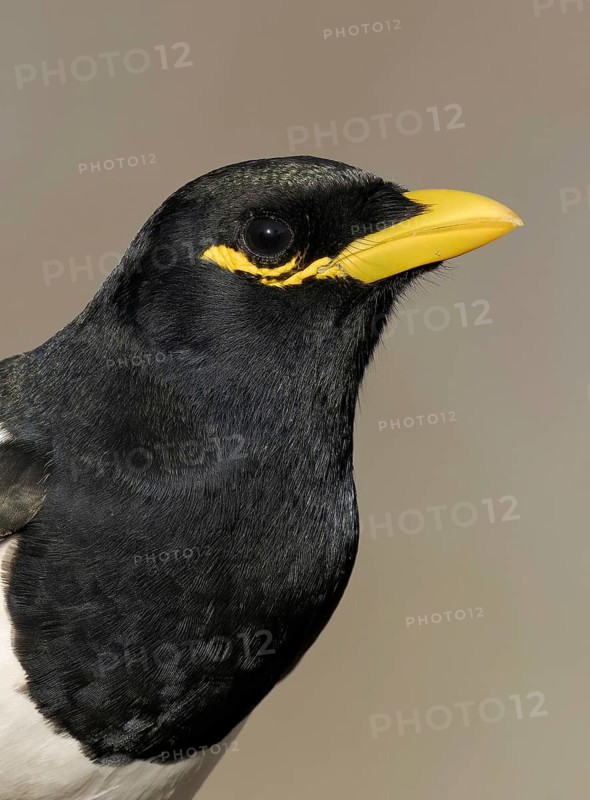 Yellow-billed Magpie (Pica nuttalli), California, USA