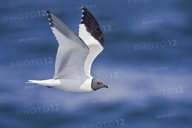 Sabine's Gull (Xema sabini), Washington, USA